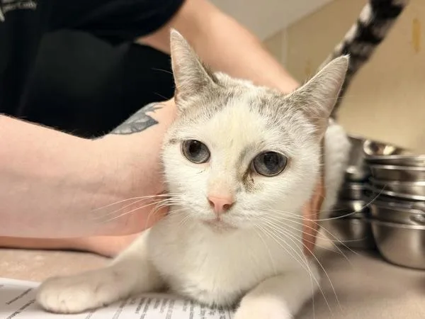 An adult small-sized female Domestic Short Hair cat named Bugsy for adoption in Salisbury, MD