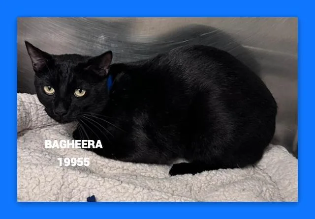 A young medium-sized male Black Domestic Short Hair cat named Bagheera for adoption in Marietta, GA
