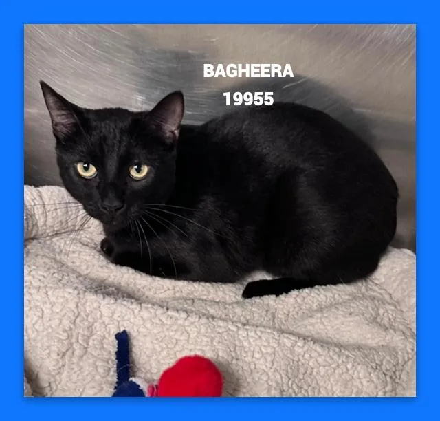 Bagheera thumbnail 2