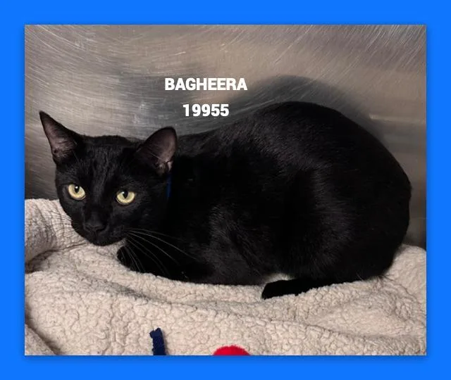 Bagheera thumbnail 3