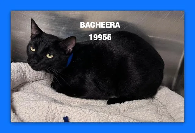 Bagheera thumbnail 4