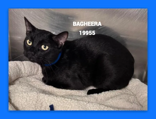 Bagheera thumbnail 5