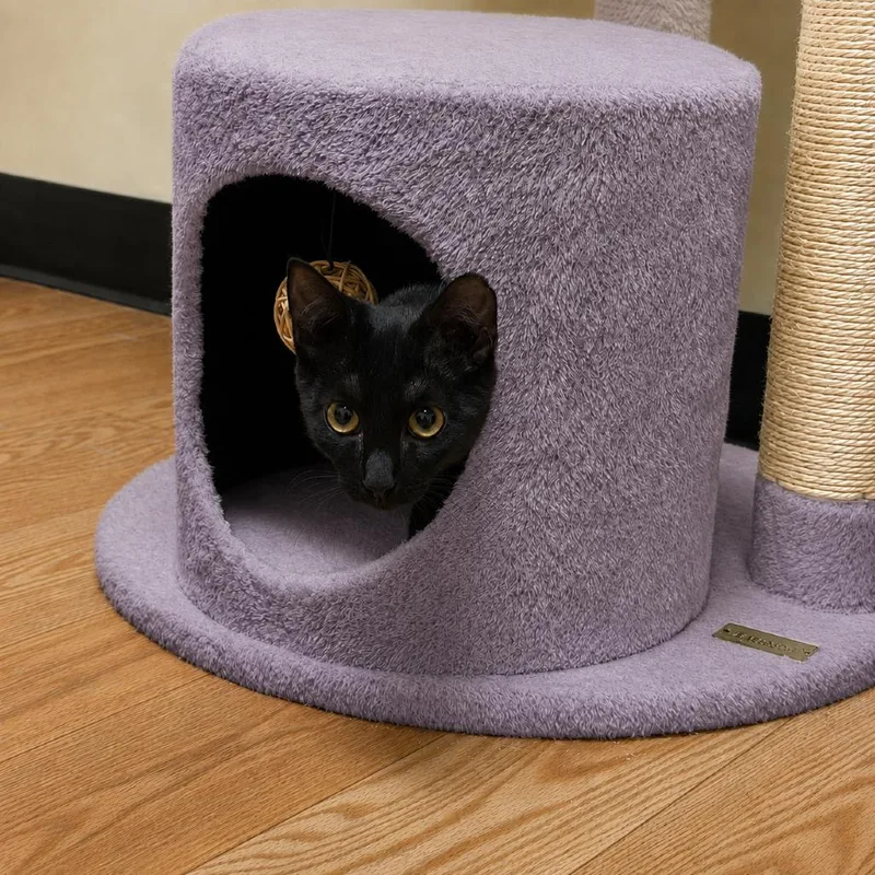 A baby small-sized female Black Domestic Short Hair cat named Jinx for adoption in Hopewell, VA