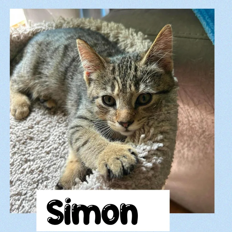 A young medium-sized male Tabby (Brown / Chocolate) Domestic Short Hair cat named Simon for adoption in Newton Falls, OH