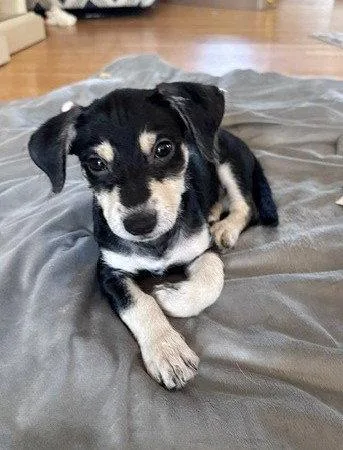 A baby small-sized male Terrier dog named Zeke for adoption in North Prairie, WI