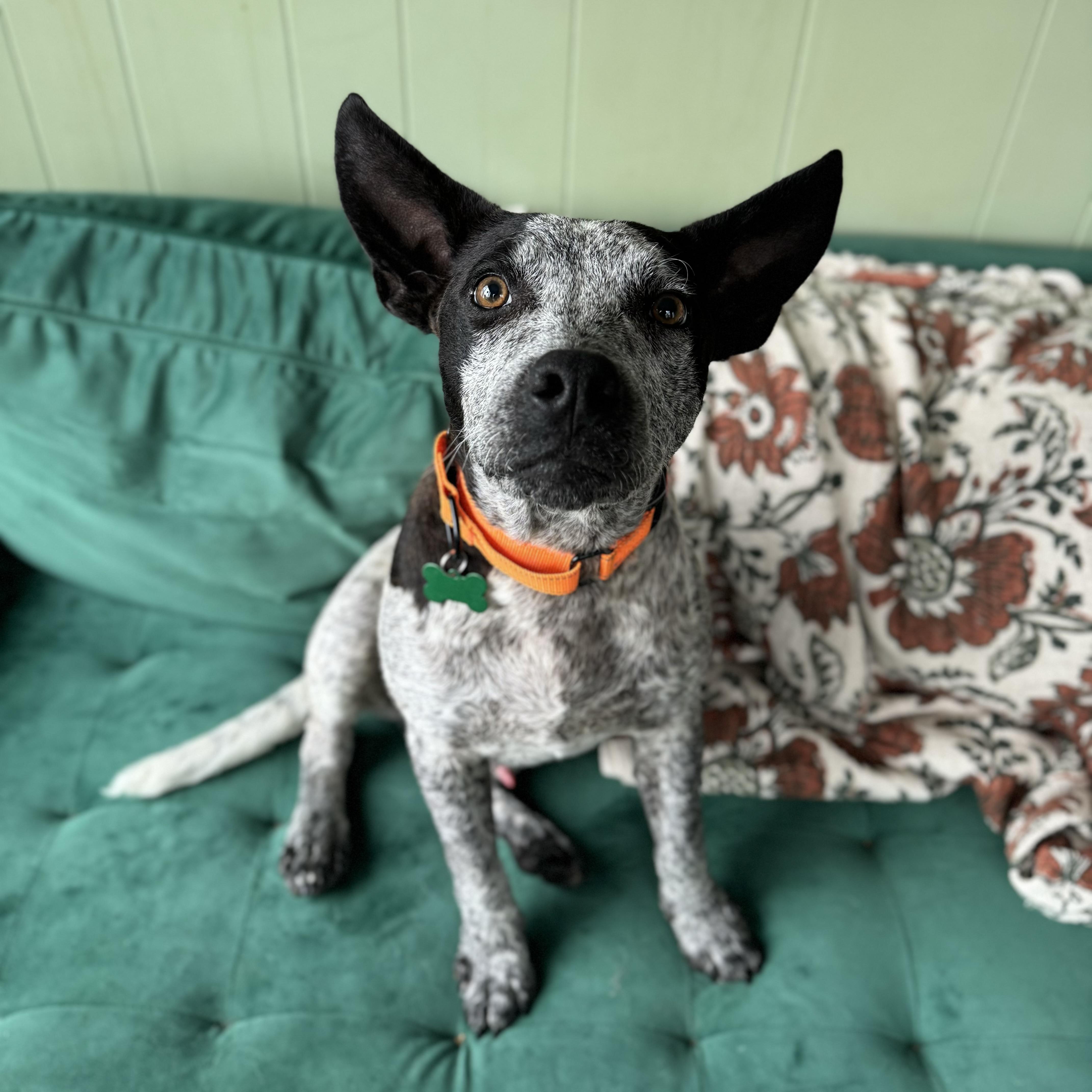 A baby medium-sized male Australian Cattle Dog / Blue Heeler dog named Hawken for adoption in China Township, MI