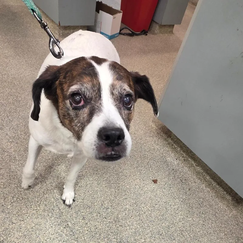 A senior medium-sized female White / Cream Mixed Breed dog named Maddison for adoption in Jacksonville, FL