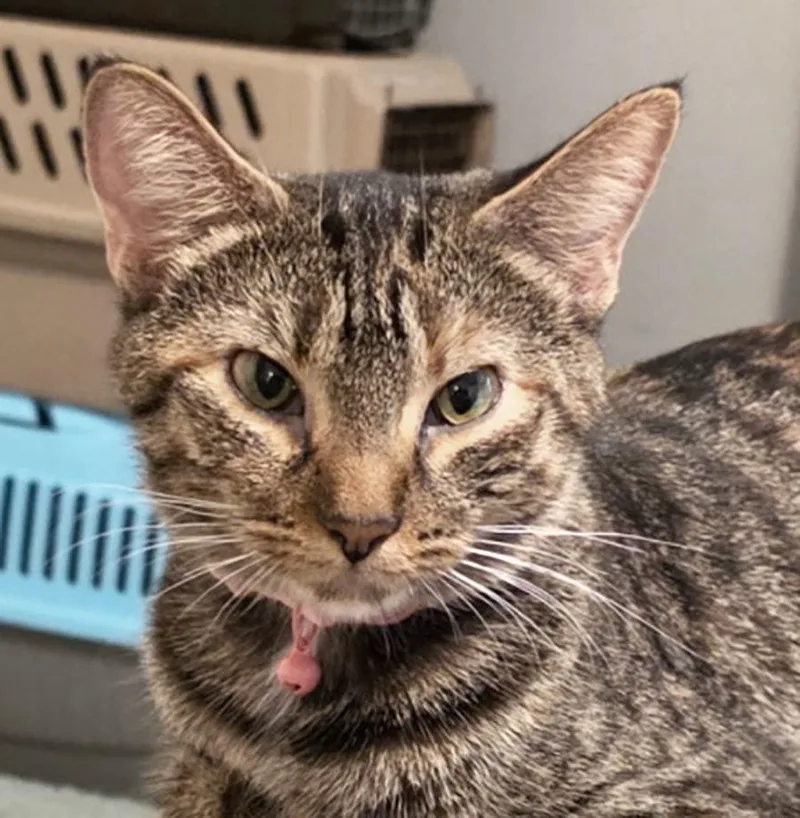 An adult medium-sized female Tabby cat named Poppy for adoption in Cuyahoga Falls, OH
