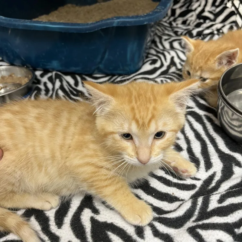 A baby small-sized female Orange / Red Domestic Short Hair cat named Cortana for adoption in Detroit Lakes, MN
