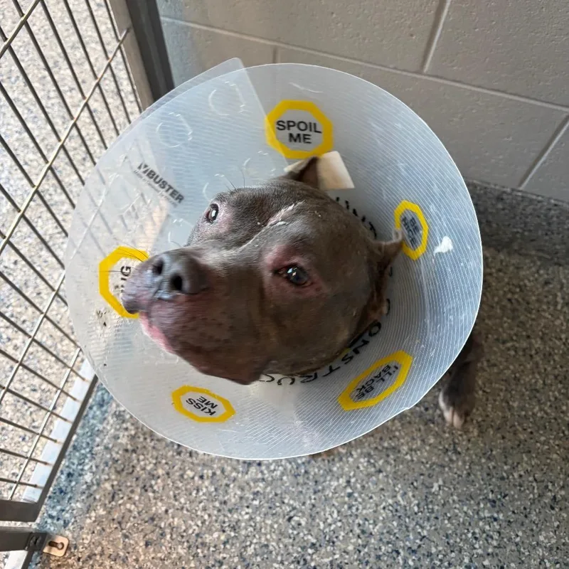 A senior medium-sized male Gray / Blue / Silver Mixed Breed dog named Victor Hugo for adoption in Dearborn, MI