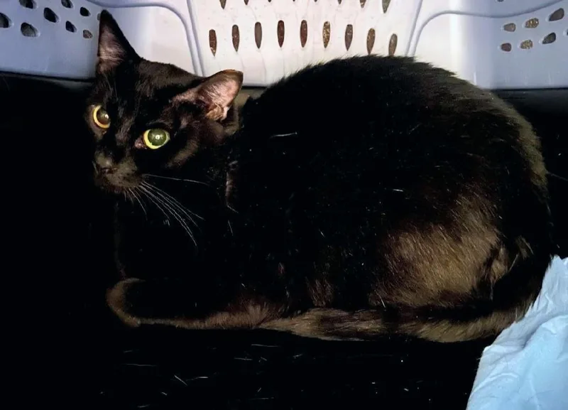 A young medium-sized male Domestic Short Hair cat named Ash for adoption in Reno, NV