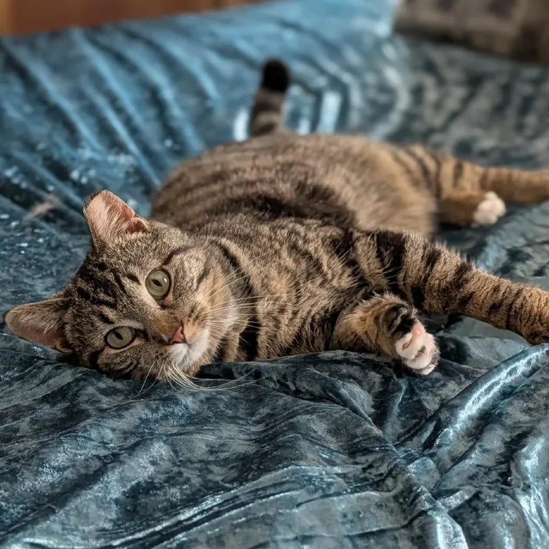 Holiday Golightly thumbnail 2