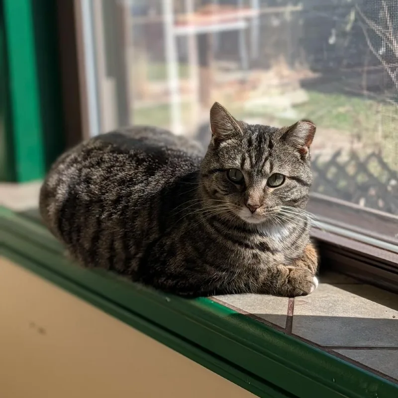 Holiday Golightly thumbnail 3