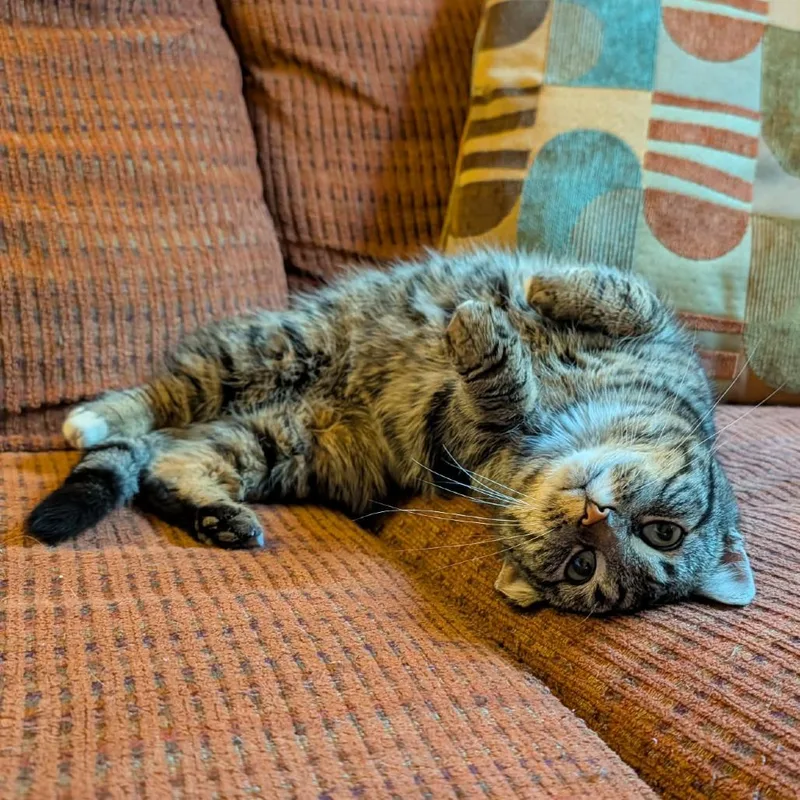 Holiday Golightly thumbnail 5