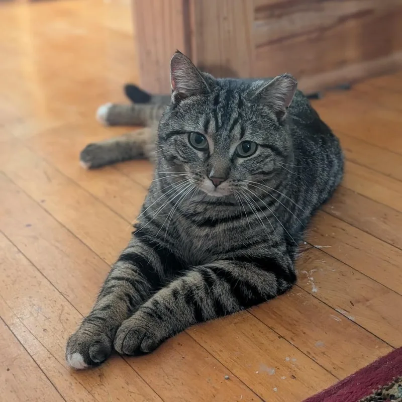 Holiday Golightly thumbnail 6