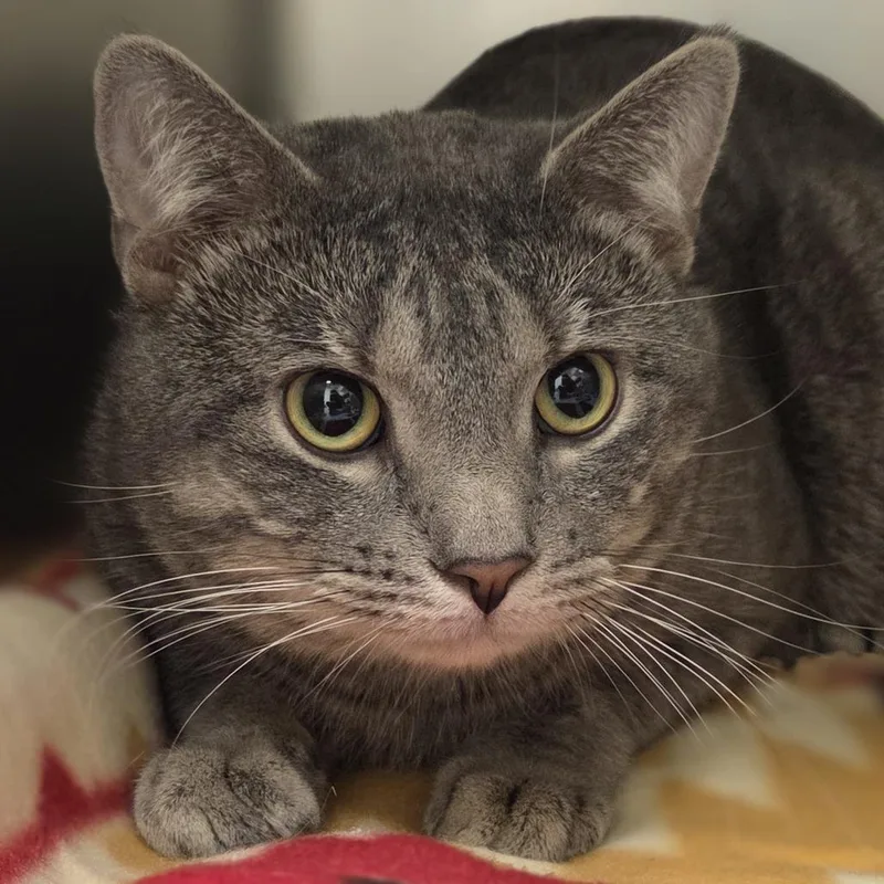 An adult large-sized male Gray / Blue / Silver Domestic Short Hair cat named Roo for adoption in Pittsford, VT