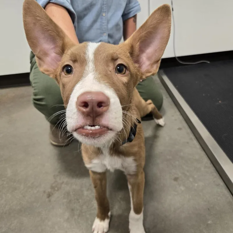 A baby medium-sized male Brown / Chocolate Mixed Breed dog named Gomez for adoption in Washington Township, OH