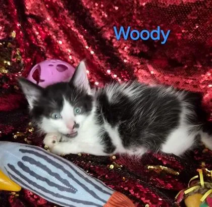 Woody