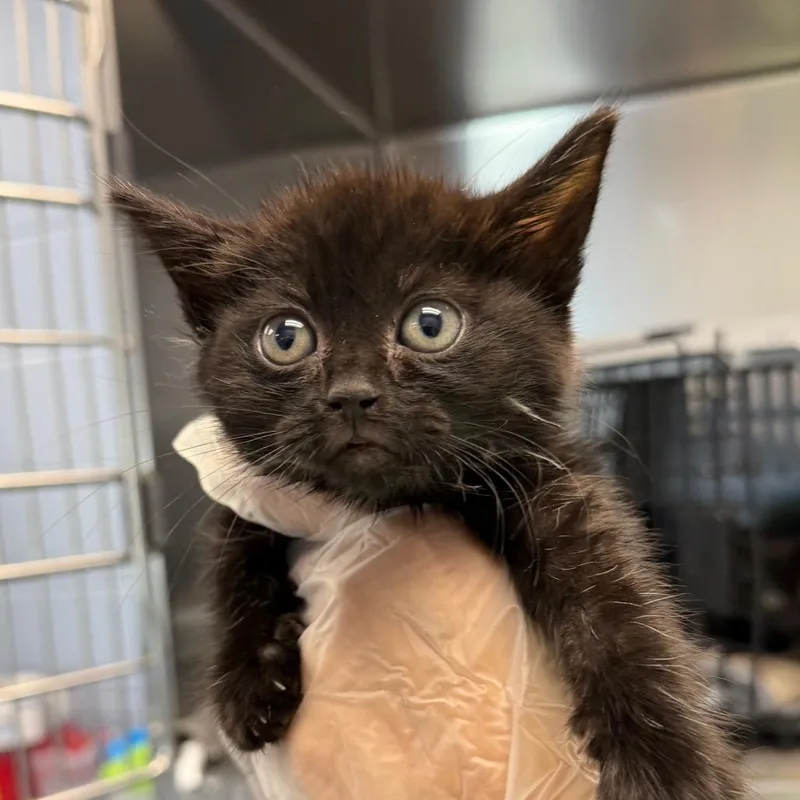 A baby medium-sized female Black Domestic Short Hair cat named Amen for adoption in Martinsville, VA