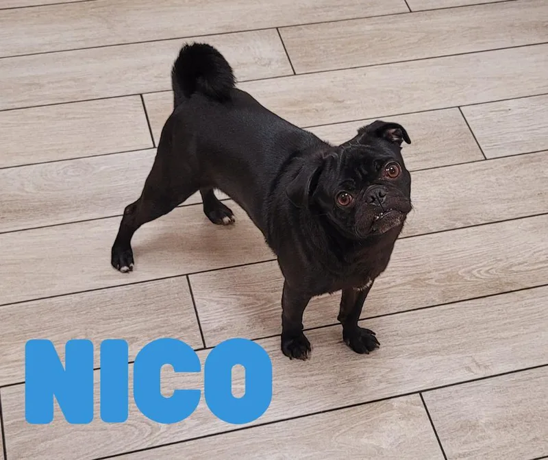 Nico