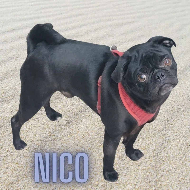 Nico thumbnail 3
