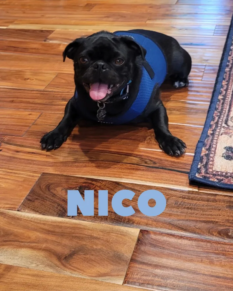 Nico thumbnail 4