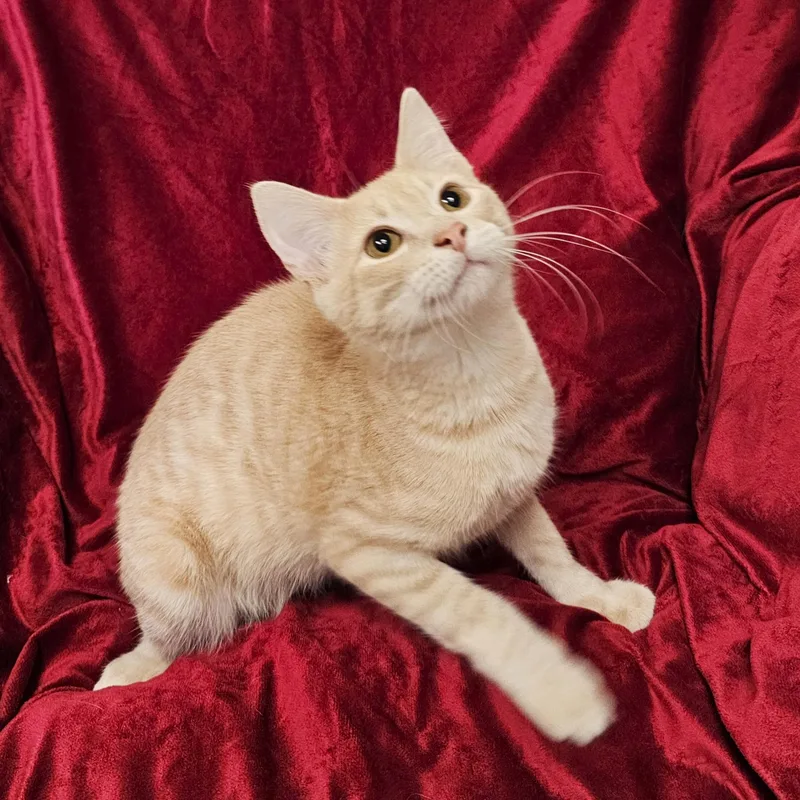 A baby medium-sized male Tabby (Orange / Red) Domestic Short Hair cat named Wally for adoption in Searcy, AR