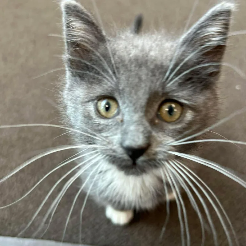 A baby medium-sized female Gray & White Domestic Short Hair cat named Stormy for adoption in East Lansing, MI