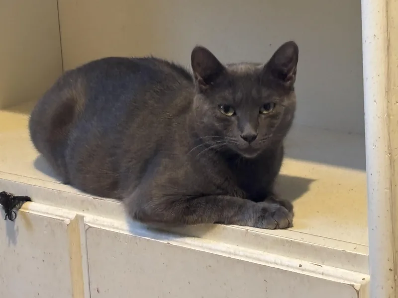 A young medium-sized female Domestic Short Hair cat named Avril for adoption in Norwalk, CT