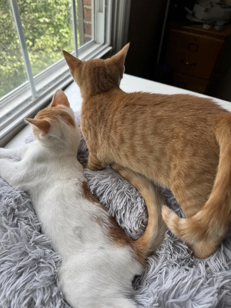 A baby medium-sized male Orange & White Domestic Short Hair cat named Orion for adoption in Cincinnati, OH