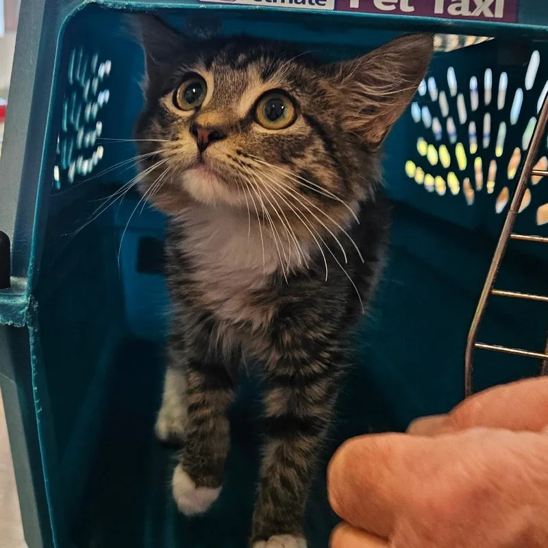 A young large-sized female Gray / Blue / Silver Domestic Medium Hair cat named Mittens for adoption in Montgomery, AL