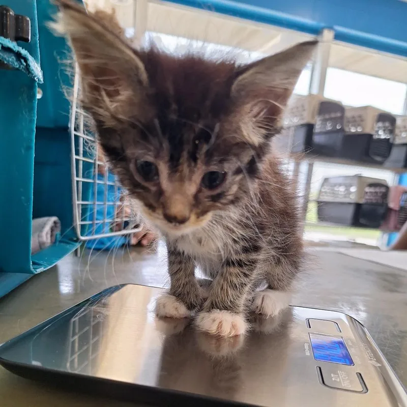 Mittens thumbnail 3