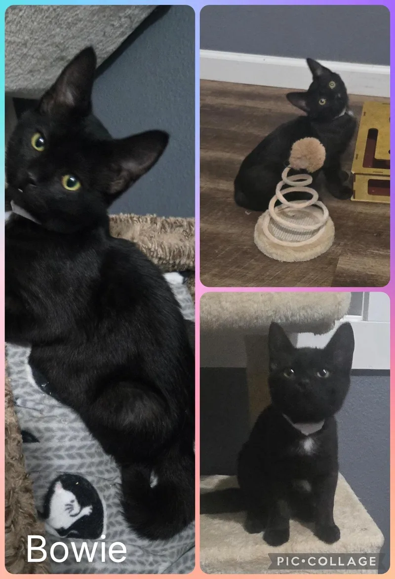 A baby small-sized male Domestic Short Hair cat named Bowie for adoption in Newberg, OR