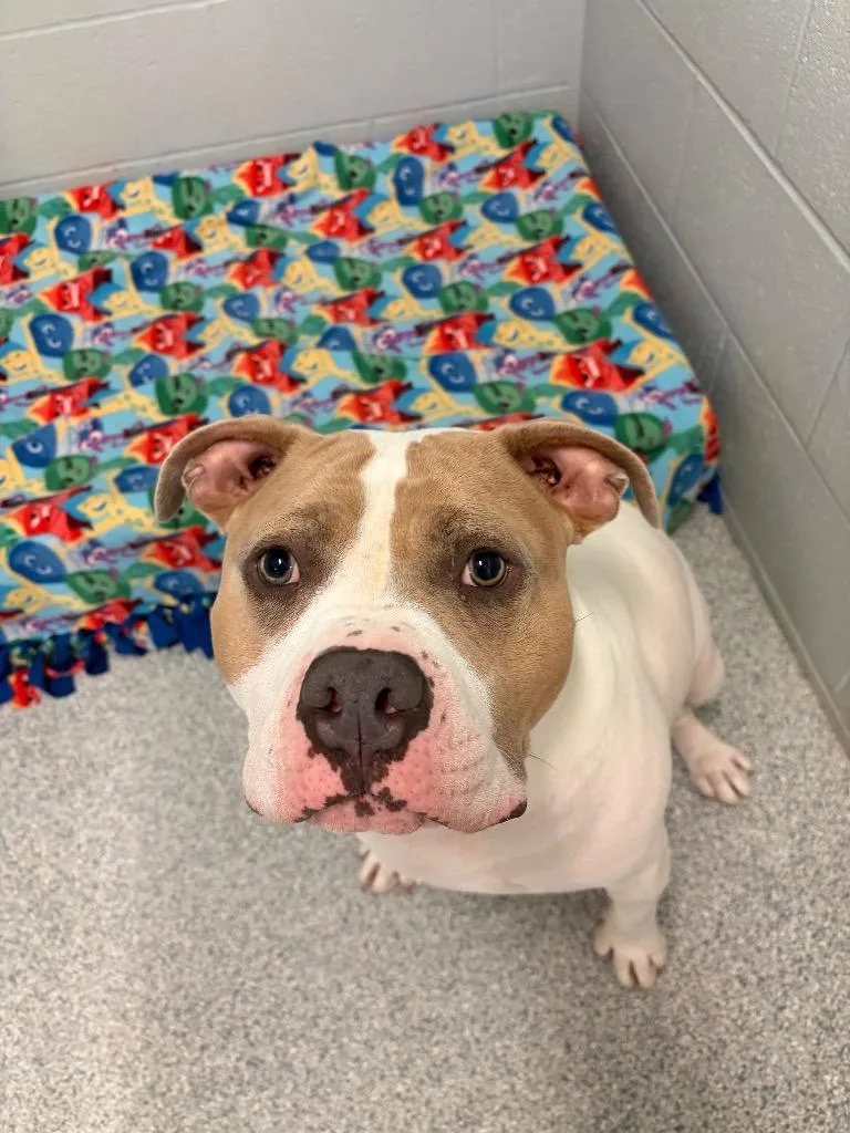 An adult medium-sized male Pit Bull Terrier dog named Nolan for adoption in Huntington, IN