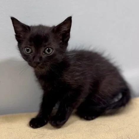 A baby small-sized female Black Domestic Short Hair cat named Rook for adoption in New York, NY