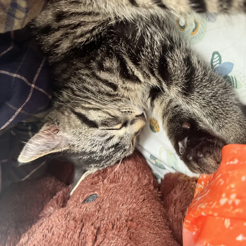 A young large-sized male Domestic Medium Hair cat named Lithium for adoption in Choctaw, OK