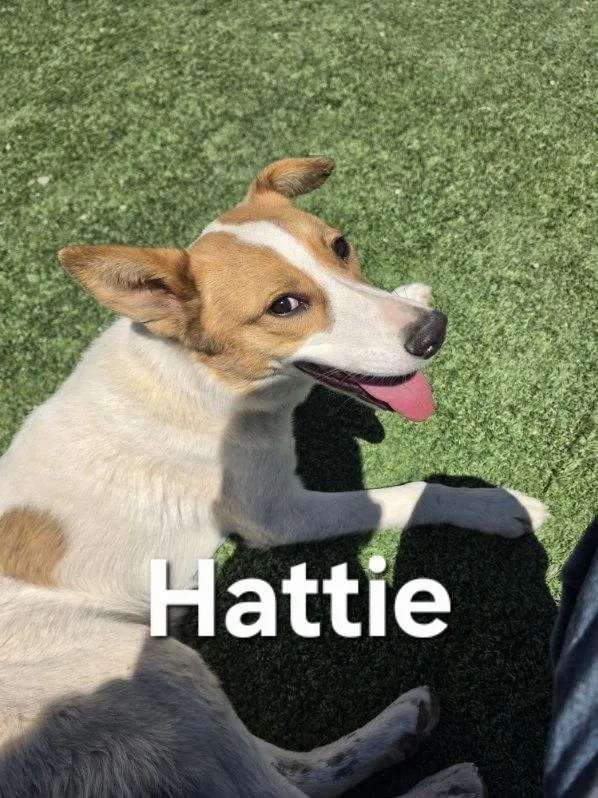 Hattie thumbnail 4