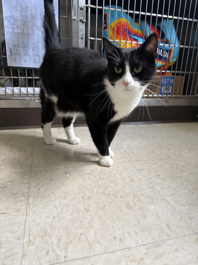 A young medium-sized female Black & White / Tuxedo Domestic Short Hair cat named Panda for adoption in Cranston, RI