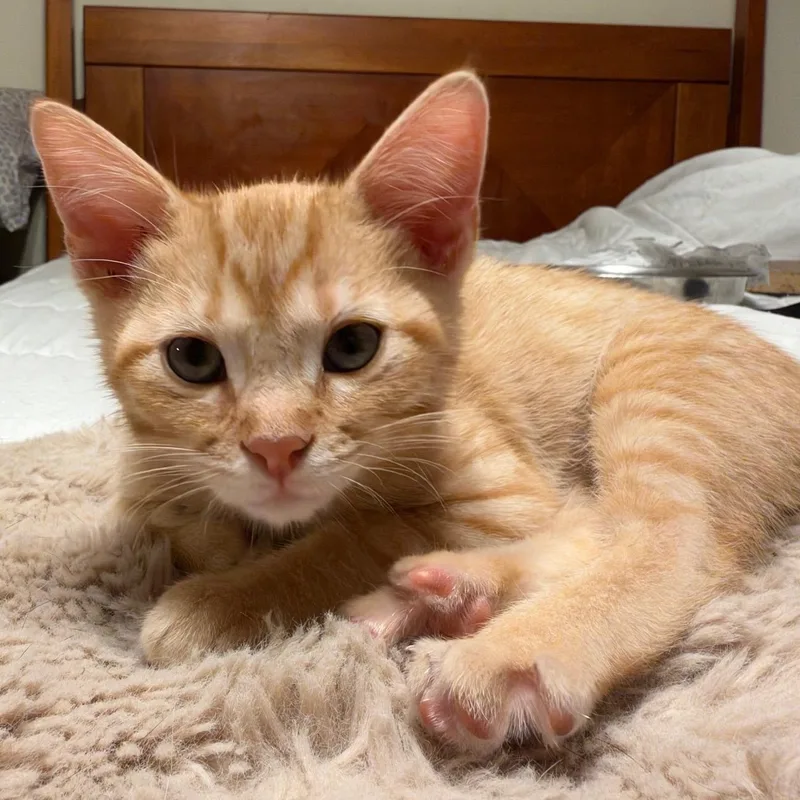 A baby medium-sized male Orange / Red Domestic Short Hair cat named Sunkist for adoption in Wilmington, OH