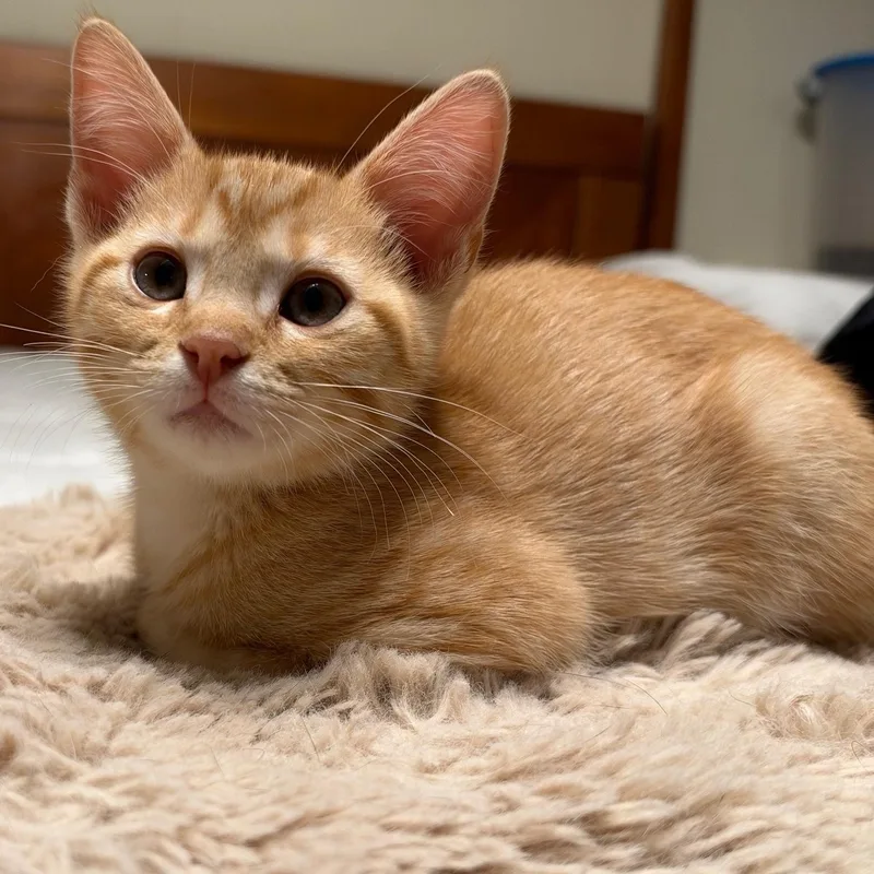 Sunkist thumbnail 2