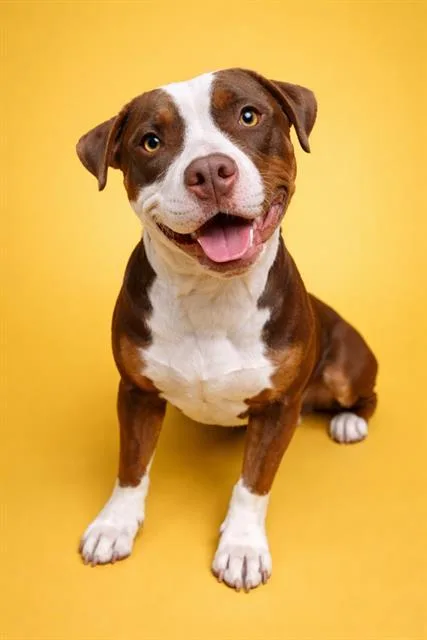 A young medium-sized female Mixed Breed dog named Happy for adoption in Jacksonville, FL