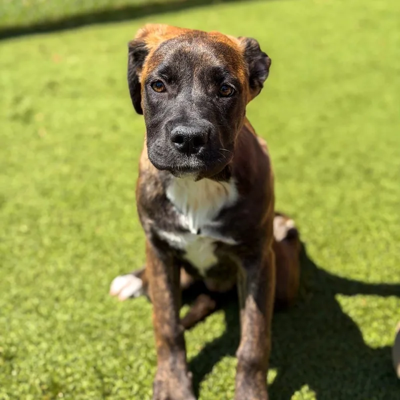 A baby large-sized female Brown / Chocolate Terrier dog named Sprinkles for adoption in Gainesville, GA
