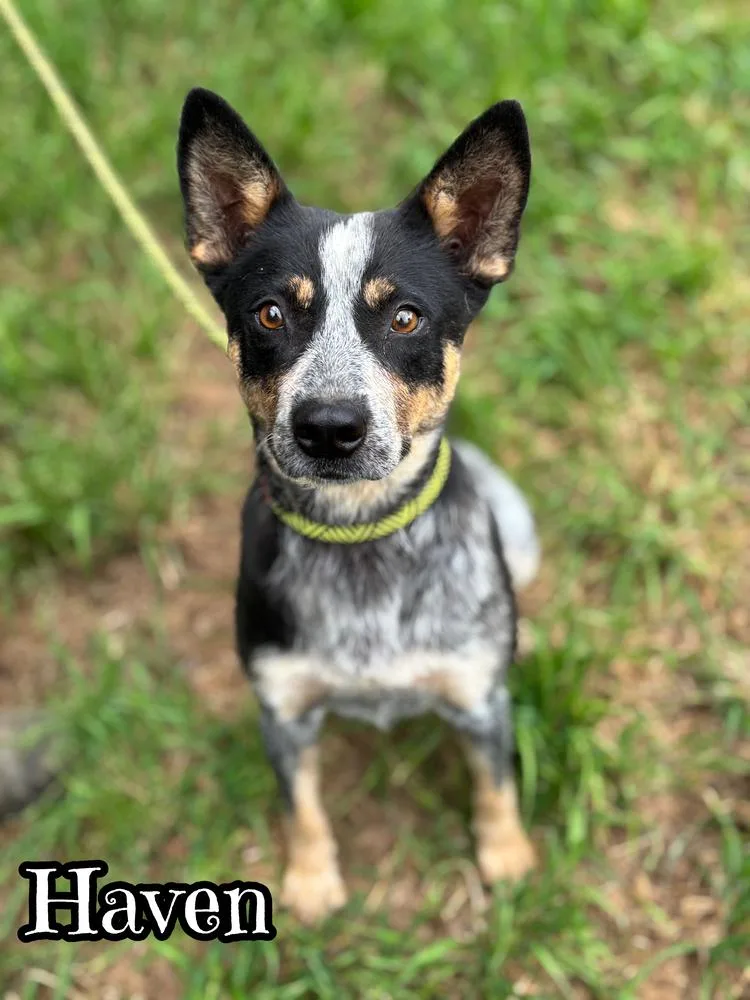 An adult medium-sized female Merle (Blue) Australian Cattle Dog / Blue Heeler dog named Haven for adoption in Tulsa, OK