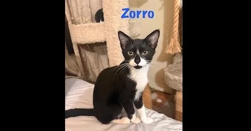 A baby small-sized male Black & White / Tuxedo Domestic Short Hair cat named Zorro for adoption in Ruskin, FL