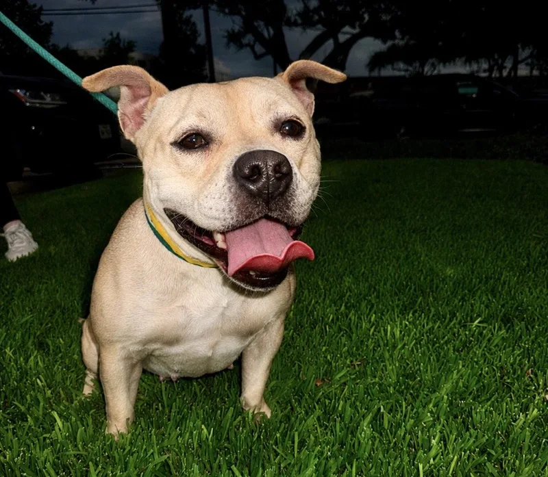 A young medium-sized male Mixed Breed dog named Moo Deng for adoption in Houston, TX
