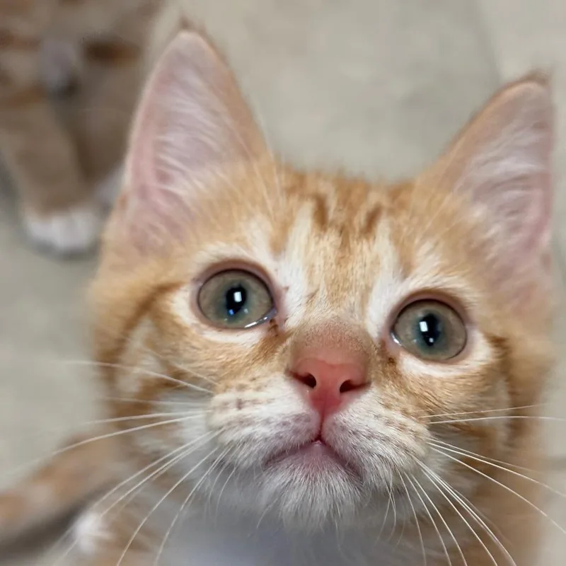 An adult medium-sized female Orange / Red Domestic Short Hair cat named Owneduniversityavenue"princess" for adoption in Columbus, GA