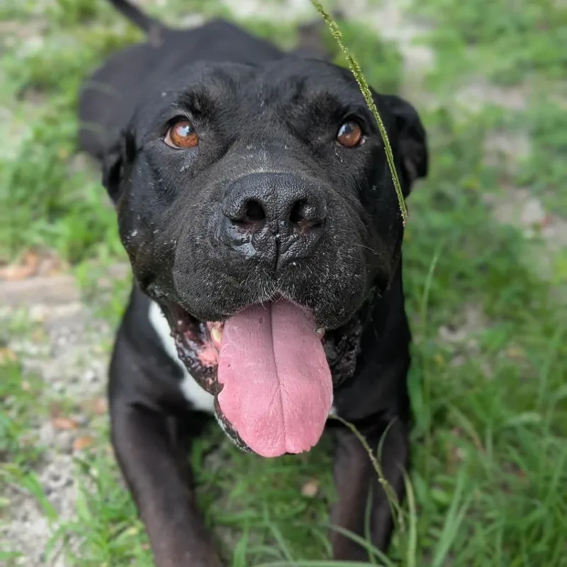 An adult large-sized male Black English Bulldog dog named Carrot Cake for adoption in Port Richey, FL