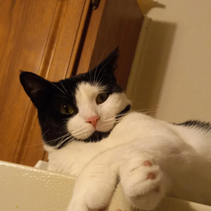 A young medium-sized male Domestic Short Hair cat named James & Oreo for adoption in Mayfield, NY