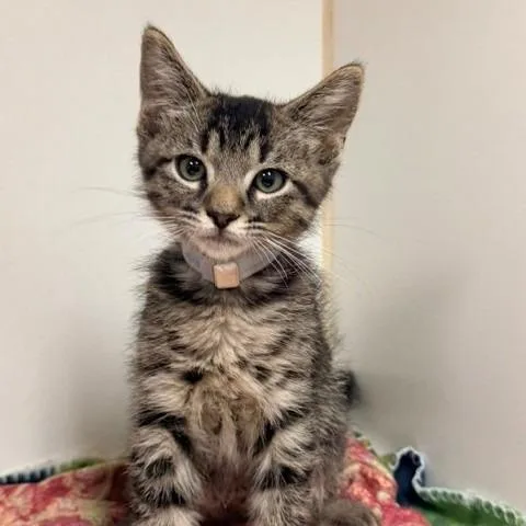 A baby small-sized male Brown / Chocolate Domestic Short Hair cat named Tay for adoption in Hawthorne, CA