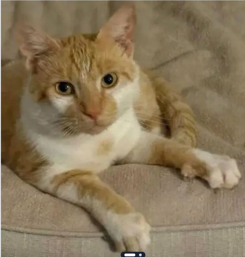 A baby medium-sized male Domestic Short Hair cat named Nathan for adoption in Pittsboro, NC